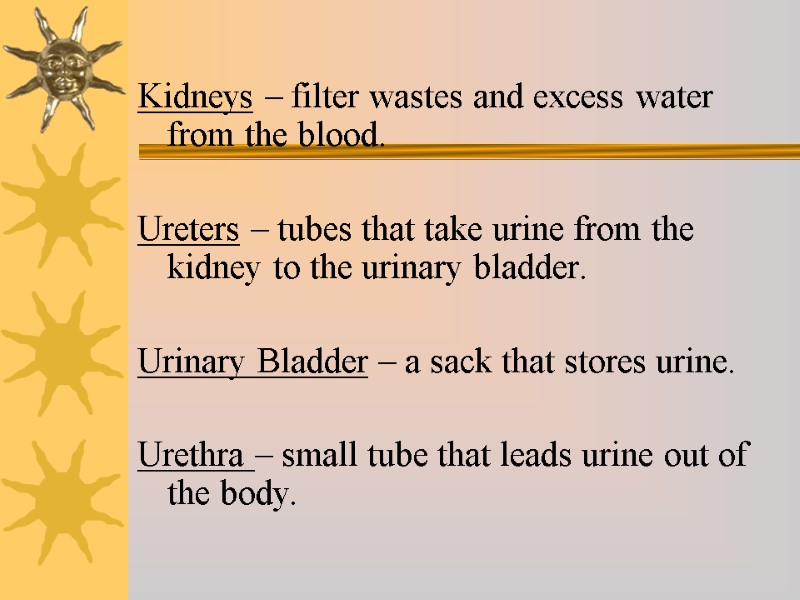 Kidneys – filter wastes and excess water from the blood.  Ureters – tubes